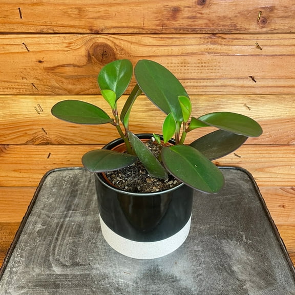 Peperomia Obtusifolia Red Margins, 4" Plant, The Plant Farm