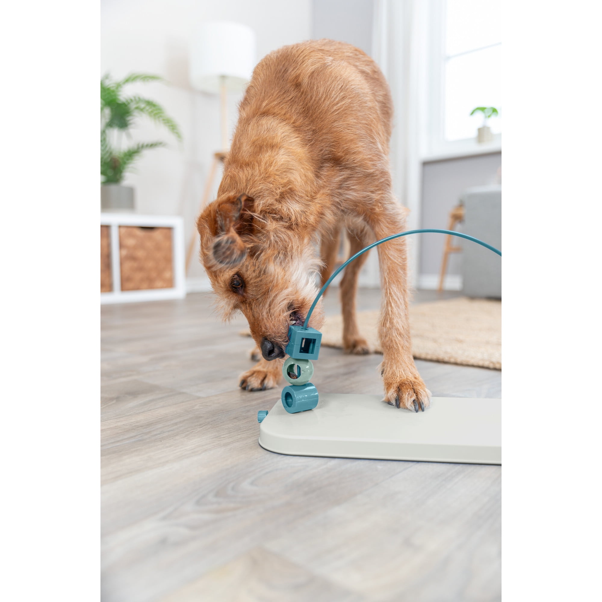 TRIXIE Dog Activity Skills Loop Strategy Game, Level 4 Advanced Food Puzzle for Smart Dogs