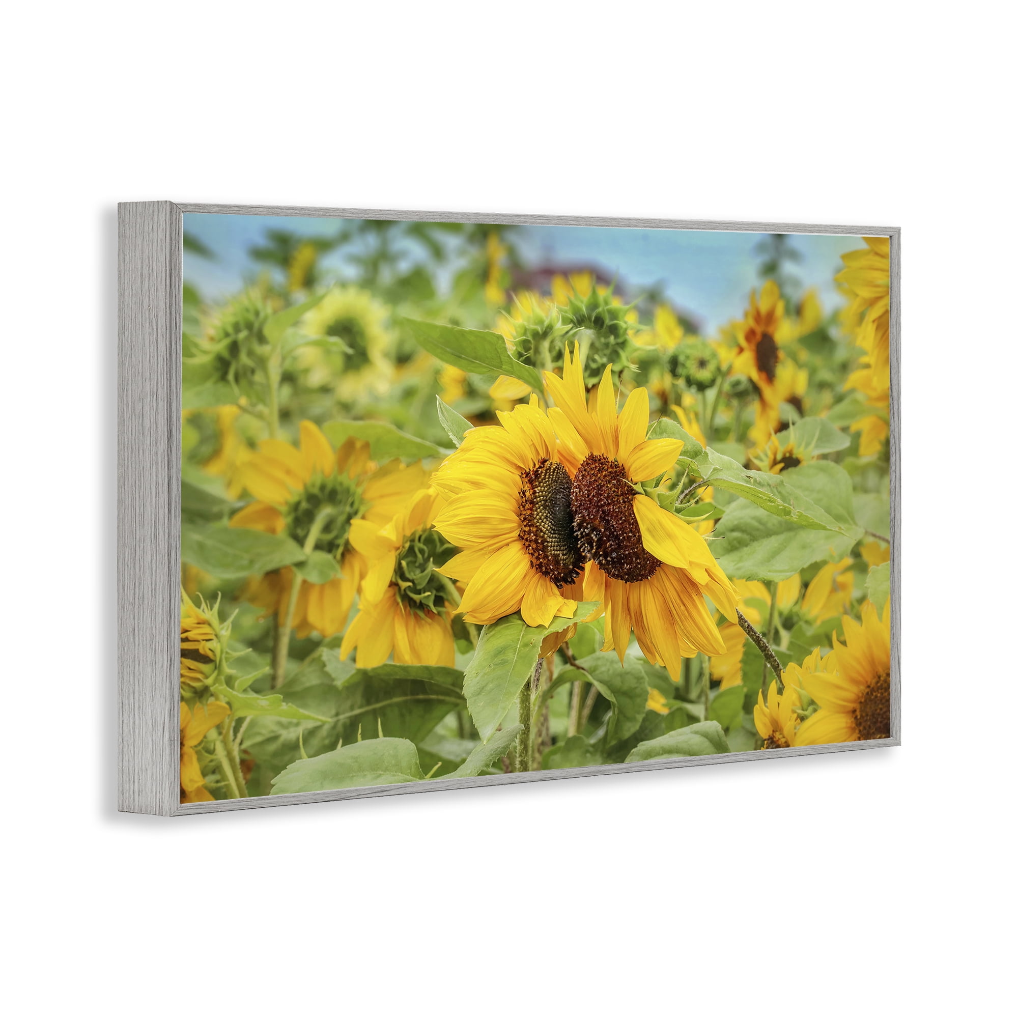 Stupell Industries Sunflower Field Photography Landscape Photography Gray Framed Art Print Wall Art, 30 x 20