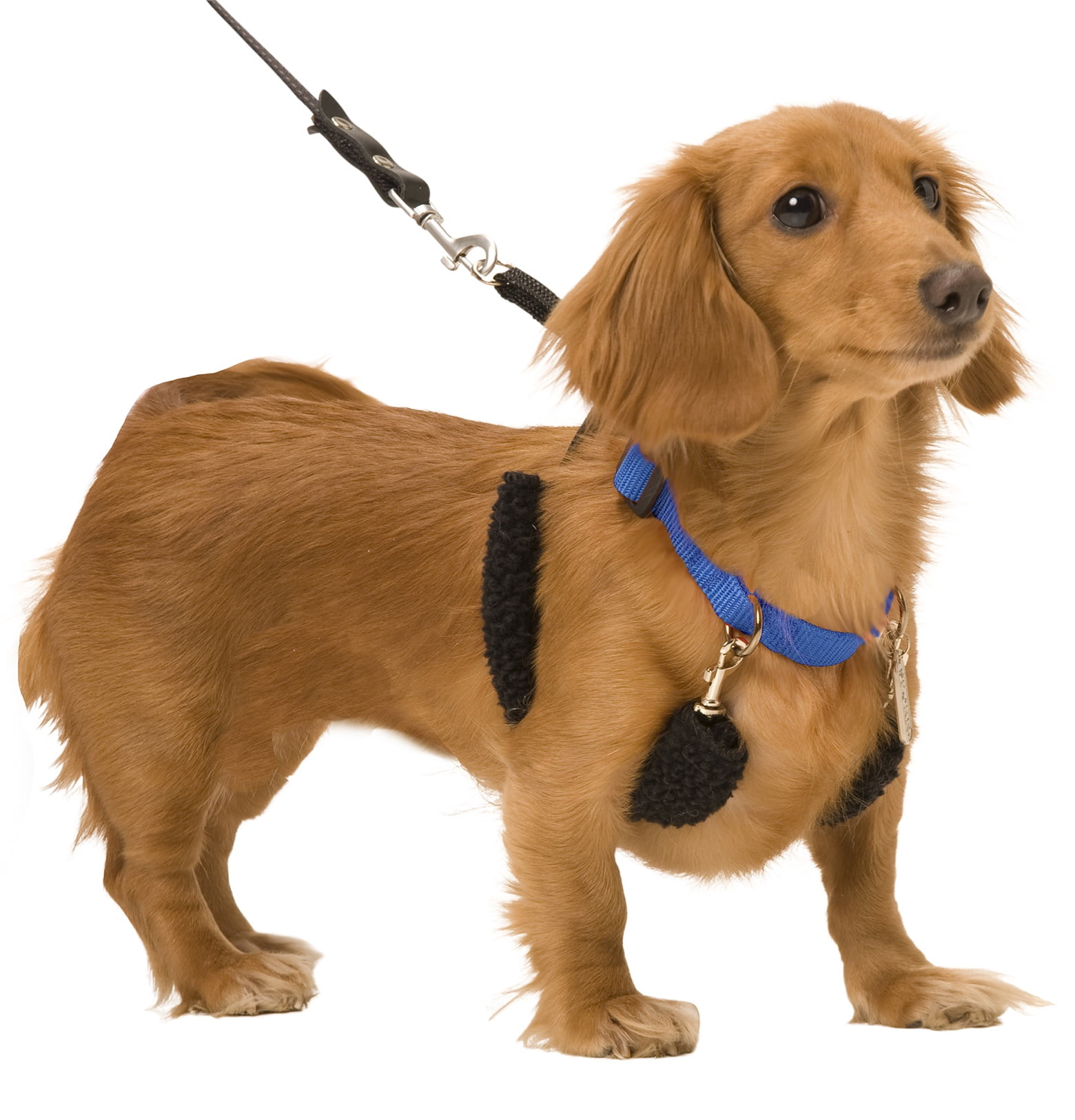 Sporn Training No Pull Dog Halter for Small Dogs, Reflective Nylon Walking Halter, Blue, 9–12"" Neck