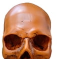 thumbnail image 3 of Bewildely Modelo de resina de cráneo humano tamaño real 1:1 esqueleto realista anatómico marrón 1 Decoración del hogar Calavera amarilla, 3 of 6