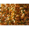 thumbnail image 3 of Date Syrup Natural Low Glycemic Sweetener Raw Vegan Healthy, 3 of 7