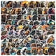 thumbnail image 1 of Paquete de pegatinas para motocicletas, 100 unidades, Cool Biker & Motorbike Th, 1 of 2