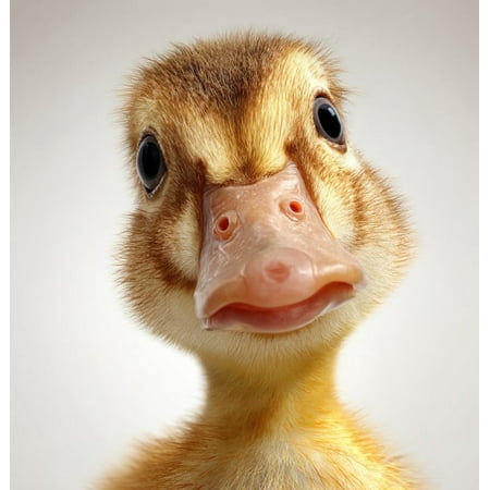 Cute Duckling Car Sticker - Funny Close-up Duck Decal, Vinyl Waterproof Peeker, Adorable Baby Animal Truck Laptop Window Bumper Decor