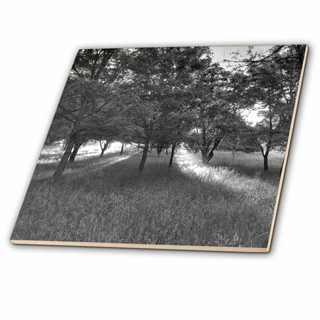 3dRose, Rays of the Sun Through the Trees Black and White, 4 Inch Ceramic Tile
