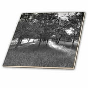 3dRose Rays of the Sun Through the Trees Black and White - Ceramic Tile, 4-inch