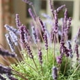 thumbnail image 2 of Faux Artificial Lavender Provence Lavender Stem 21" Tall Silk, 2 of 7