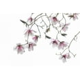thumbnail image 2 of Mahan, Kathy 24x17 White Modern Wood Framed Museum Art Print Titled - Bainbridge Magnolias II, 2 of 4