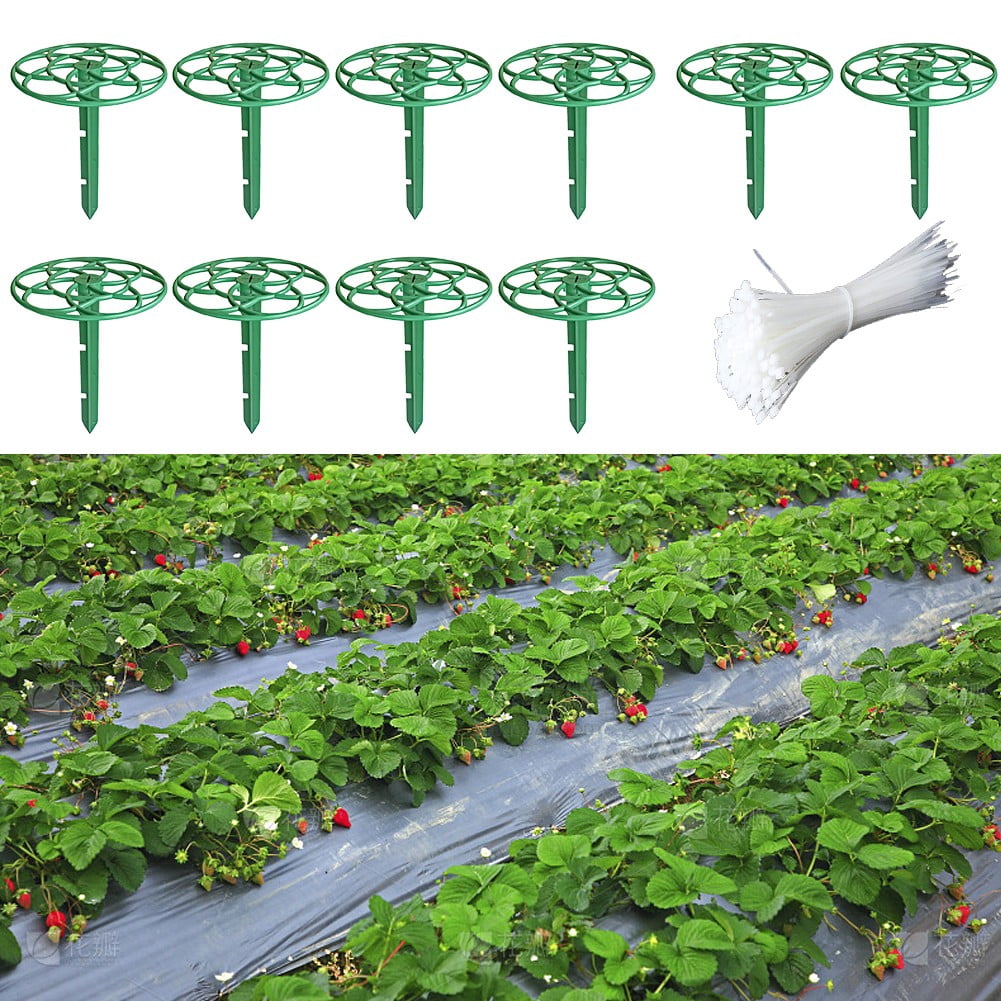 SPRING Efficient Strawberry Plant Supports 10 Racks To Clean And Healthy Growth