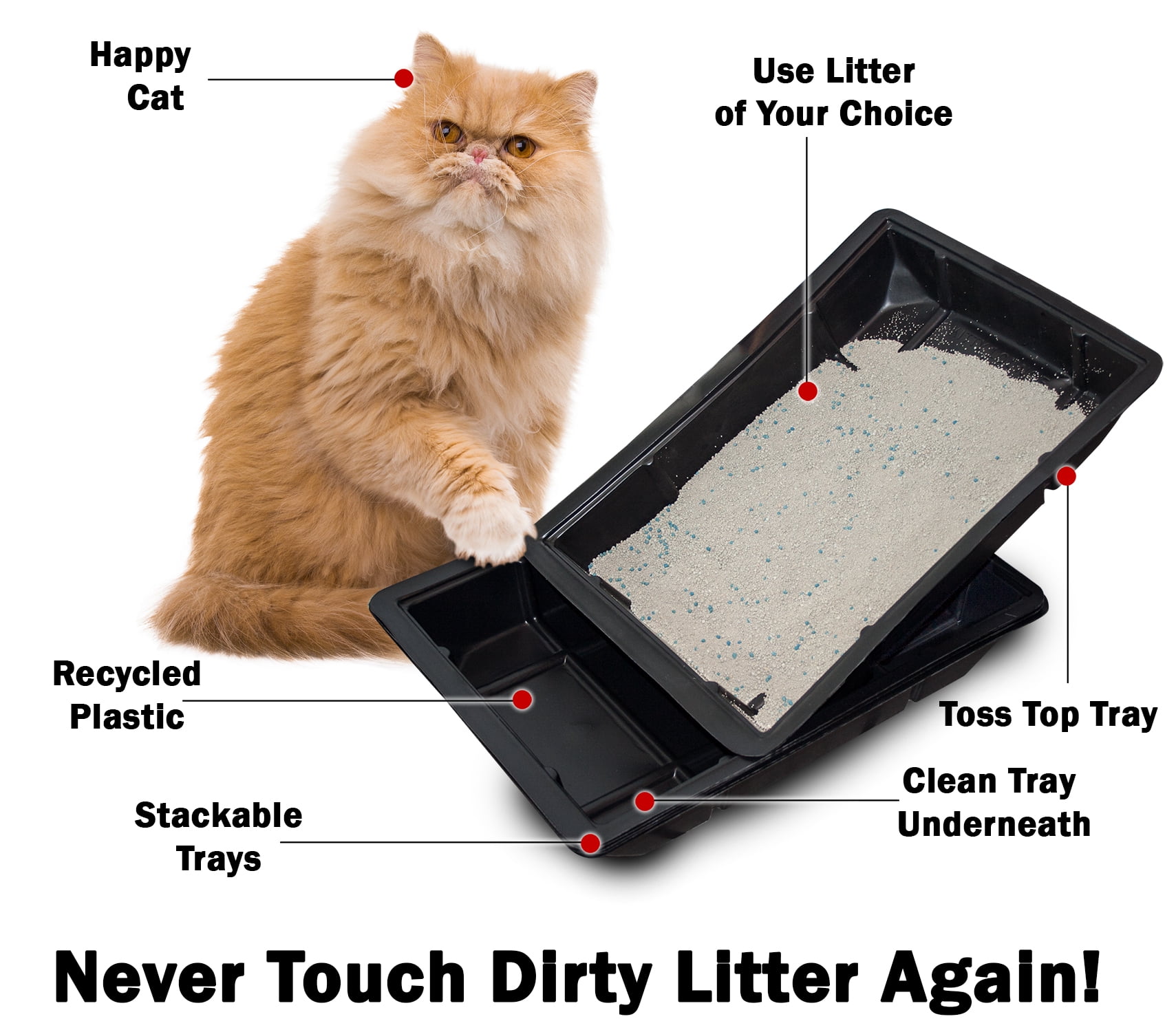 To Train How To Get Kitten To Go In Litter Box How To Teach A Stray