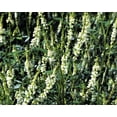 thumbnail image 6 of 1500 WHITE Blossom SWEET CLOVER Melilotus Officinalis Alba Albus Sweetclover Honey Clover Flower Seeds, 6 of 6