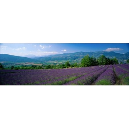 Lavender Canvas Flowers In Field Lavender Field La Drome Provence France Canvas Art - Panoramic Images (18 x 6) ()