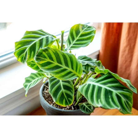 Zebra Plant-Calathea zebrina-Easy Care Indoor Plant  6" Pot