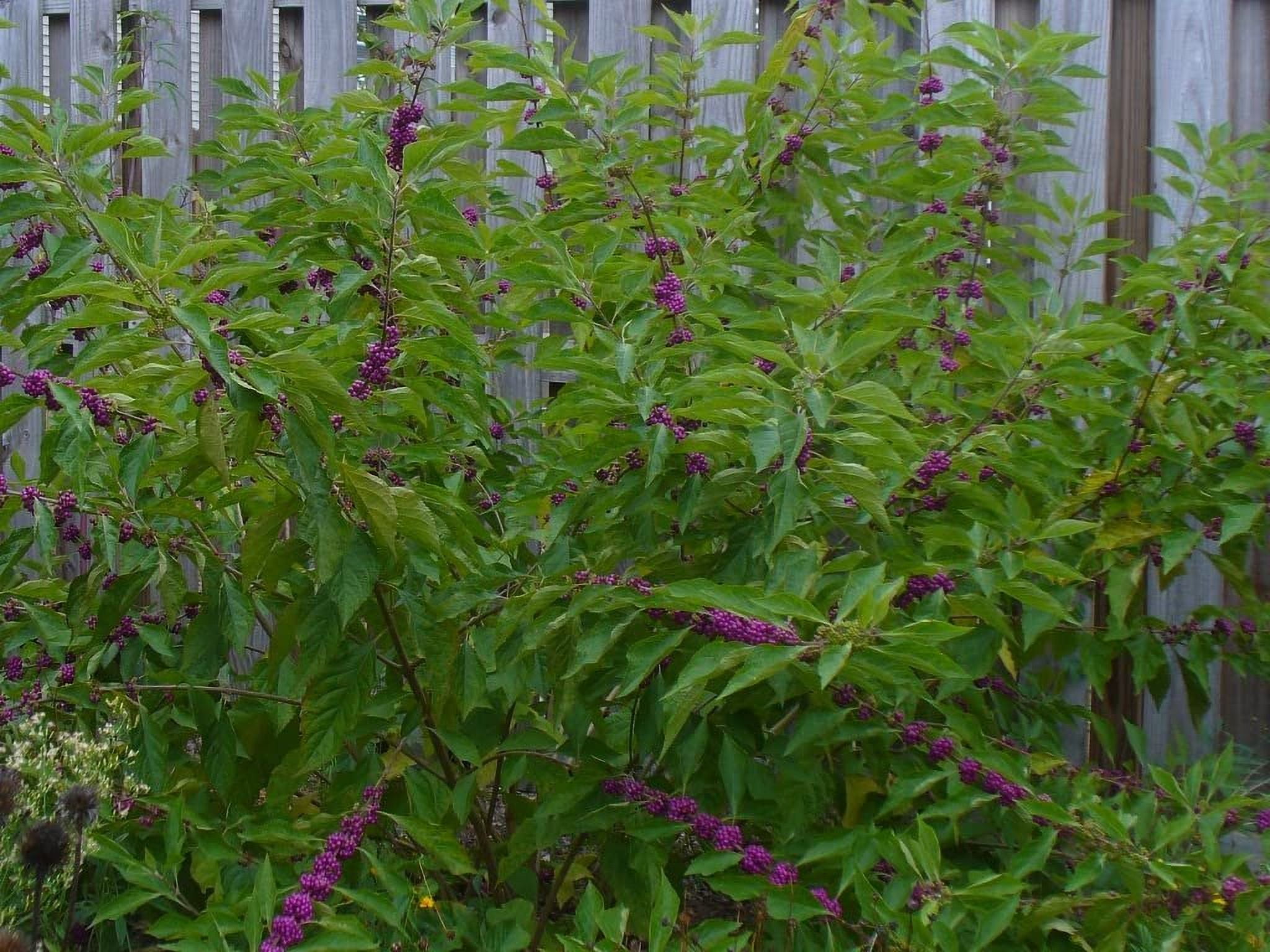 American Beautyberry  20 Live Plants  Callicarpa Americana  Bird Attracting Beautiful Berries and Foliage
