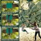 thumbnail image 3 of Set de columpios AGPTEK Disc Swing con barras en forma de mono para Zipline Green, 3 of 9