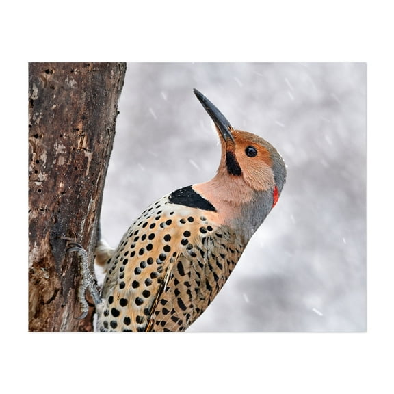 Northern yellow shafted Flicker in a snowstorm - Photography Bird Wildlife Nature Animal Winter Woodland Snow Unframed Wall Art Print 6 x 8 inches