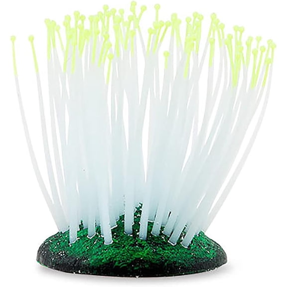 Sporn Anemone Yellow Tip