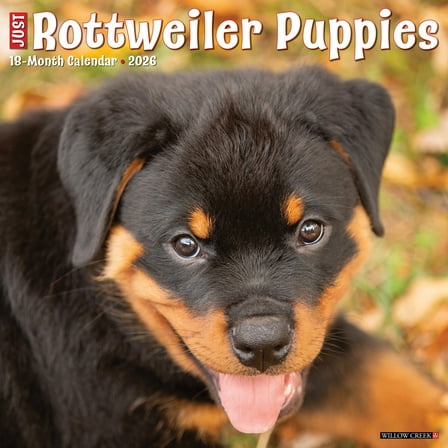 Rottweiler Puppies 2026 Wall Calendar