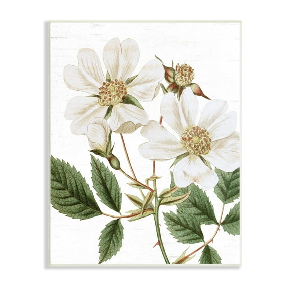 Stupell Industries White Rose of York Vintage Flower Botanical Print,10 x 15, Design by Lettered and Lined