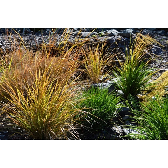 50 PHEASANT TAILS GRASS Feather Reed New Zealand Wind Stipa Arundinacea syn Anemanthele Lessoniana Ornamental Grass Seeds
