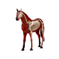 Animal Organ Anatomy Model 4D Horse Intelligence Assembling Toy