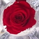 thumbnail image 3 of Mini rosa preservada de color Red en cajita de regalo. Mina’an-flor eterna Mini rosa preservada en color Red en pequeña cajita de acrílico para regalo, 3 of 4