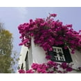 thumbnail image 2 of Young, Bill 23x20 White Modern Wood Framed Museum Art Print Titled - Greece, Mykonos, Hora Bougainvillea flowers, 2 of 4