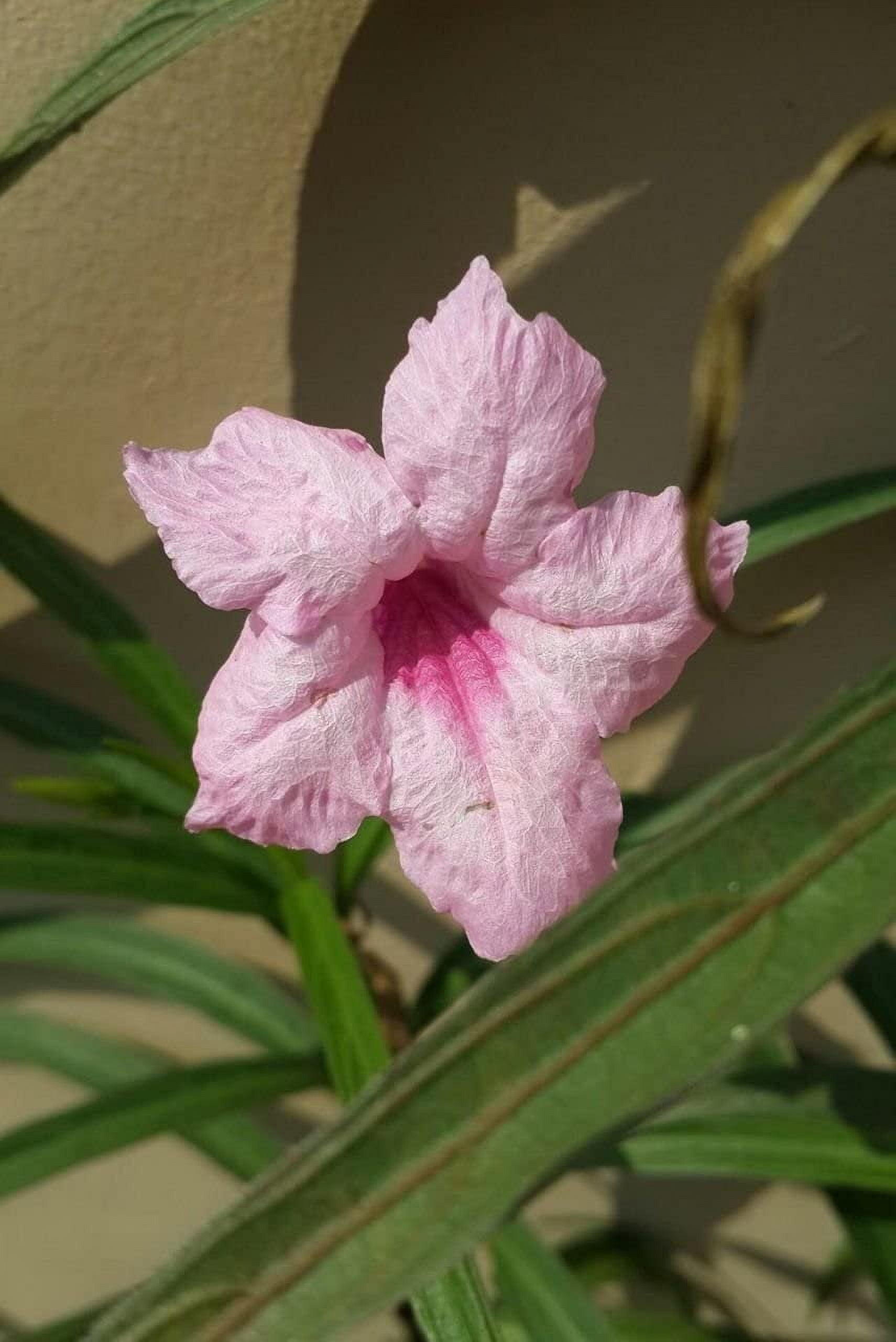 Pink Mexican Petunia  3 Live Plants  Ruellia Brittoniana  Drought Tolerant Low Maintenance Blooming Butterfly Bush