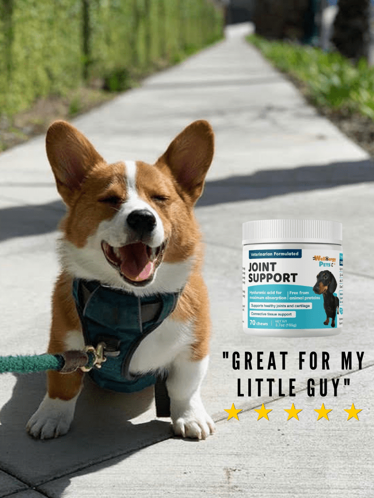 walmart dog joint supplement