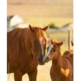 thumbnail image 1 of Quarter Horse Mare & Colt, 1 of 3