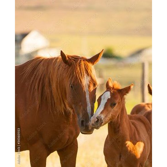 Quarter Horse Mare & Colt