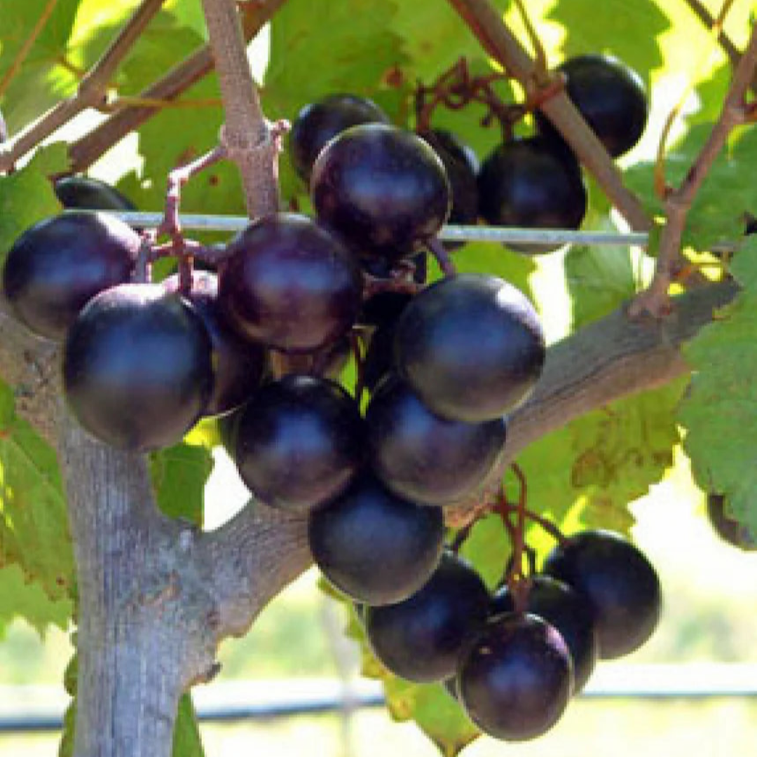 Alachua Muscadine Grape Vine Live Fruit Plant – 1 Gallon Potted Plant, Sweet Bronze Muscadine Grapes, Hardy Productive Grape Vine