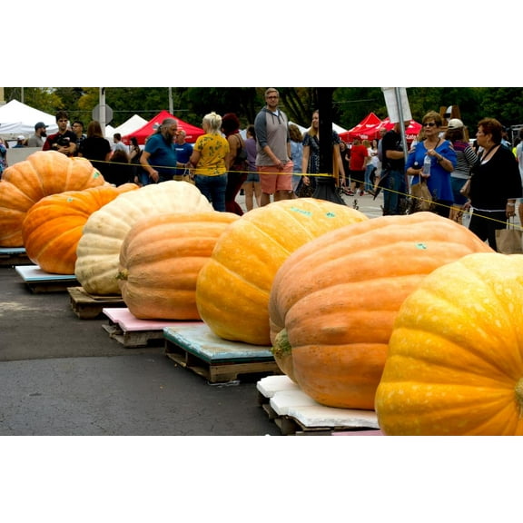 Dill's Atlantic Giant Pumpkin Seeds (10 Seeds) - These are The Record Breaking Pumpkins!