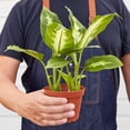 thumbnail image 4 of Dieffenbachia Camille, 6" Pot, Indoor Houseplant, Easy Care, Live Plant for Indoor & Outdoor, 4 of 10