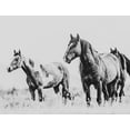 thumbnail image 2 of LightBoxJournal 32x26 Black Ornate Wood Framed with Double Matting Museum Art Print Titled - Wild Horses of the Great Basin 04, 2 of 4
