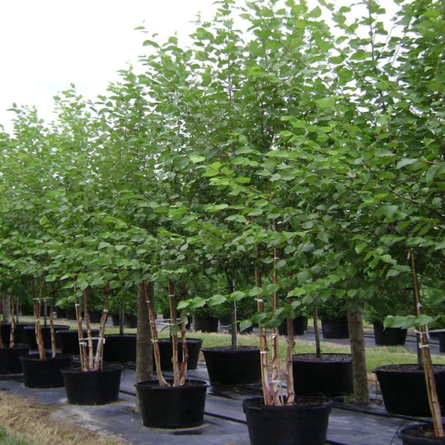 Expert Gardener Dura Heat River Birch Live Tree, 2-3 ft Tall, 5 gal Grower Pot