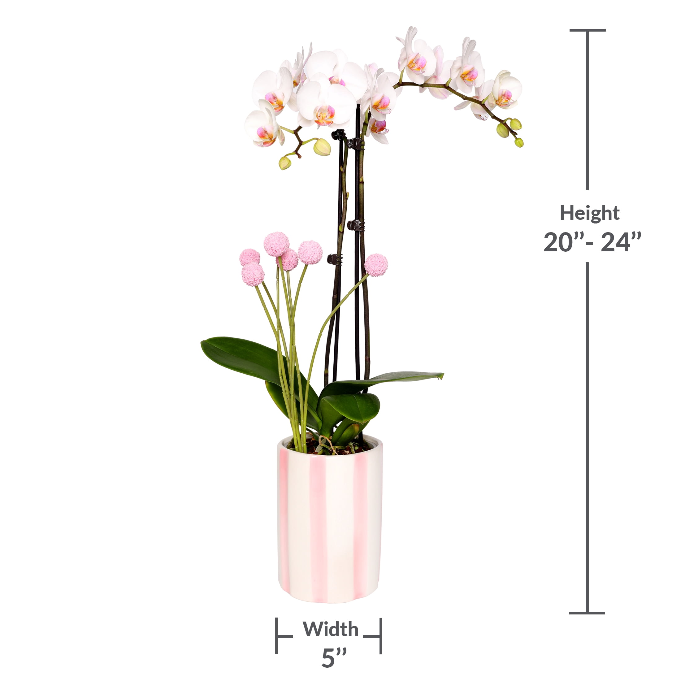 Live 5in White Orchid in Pink and White Striped Pot with 'Mom' Pick – Perfect Gift