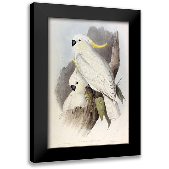Gould, John 11x14 Black Modern Framed Museum Art Print Titled - Crested Cockatoo
