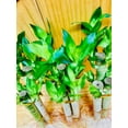 thumbnail image 4 of 6"-8" Lotus Lucky Bamboo Live Plants (3 Count), Good Luck & Fortune, 4 of 5