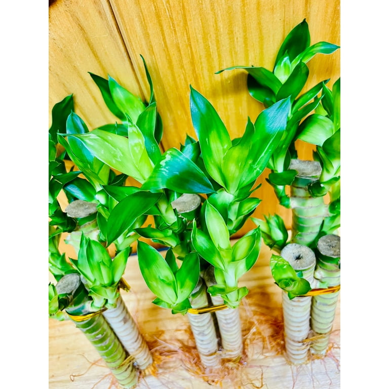 philodendron platinum Philodendron 