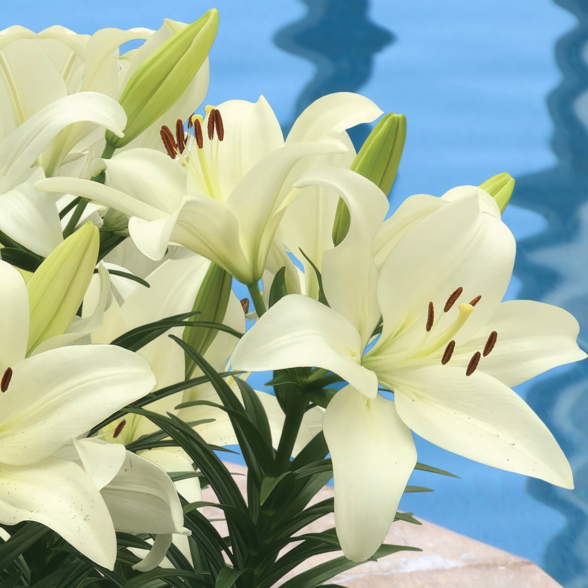 Lily Summer Snow LA Hybrid Live Perennial Bulbs (5-Pack)