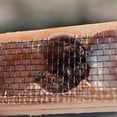 thumbnail image 3 of Queen Bee Cage, Mutil-Functional Beehive Bee Cage Rearing Cage Cell, 3 of 5