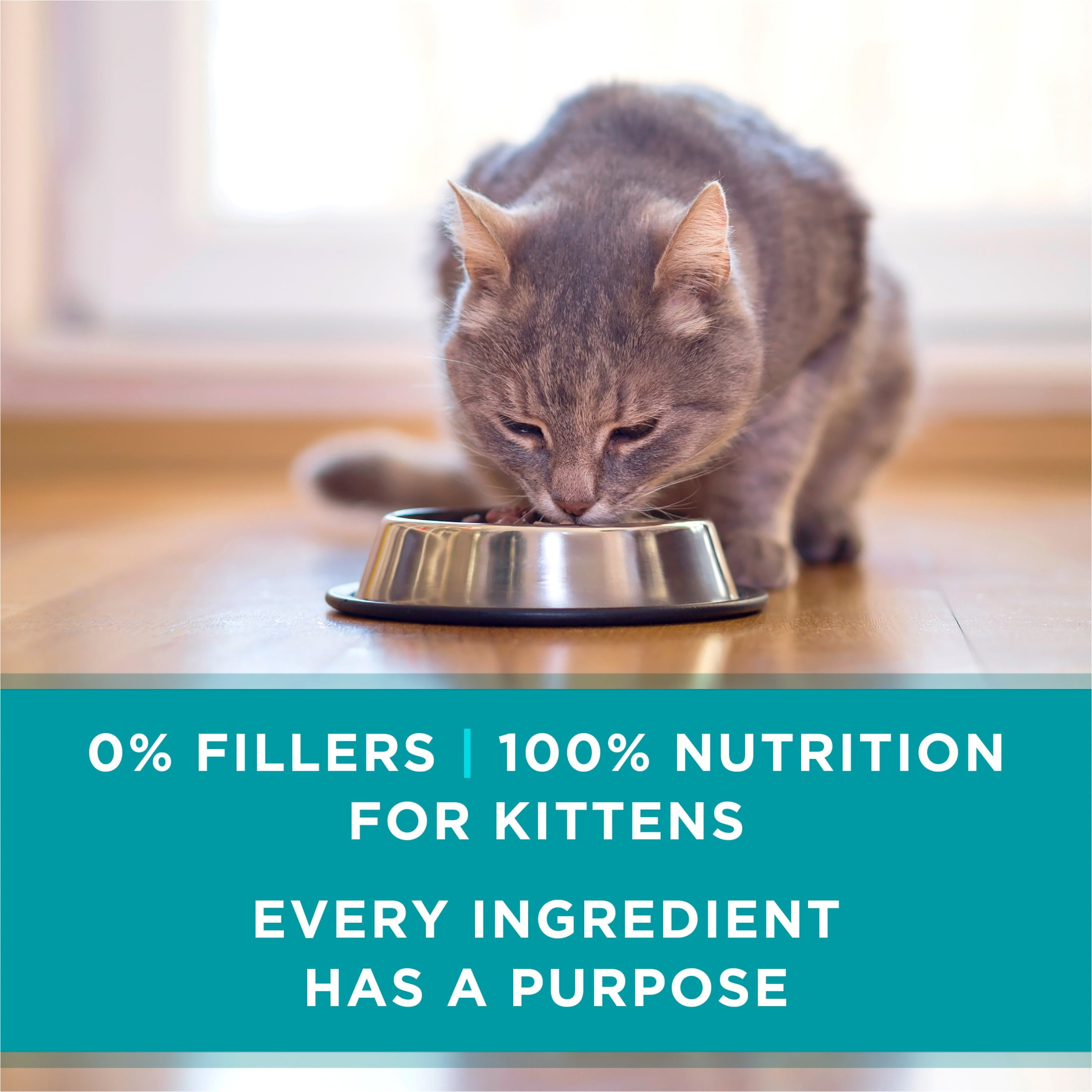 Purina One Healthy Kitten, Chicken Salmon, Wet Kitten Food, 3 oz Can