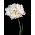 thumbnail image 2 of Poinski, Dianne 15x18 Black Ornate Wood Framed with Double Matting Museum Art Print Titled - Perfect Petals 2, 2 of 4
