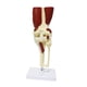 thumbnail image 2 of Modelo de articulación científica médica de tamaño real, herramienta de enseñanza de anatomía ligera, base educativa resistente con ligamentos y músculos Rodilla, 2 of 8