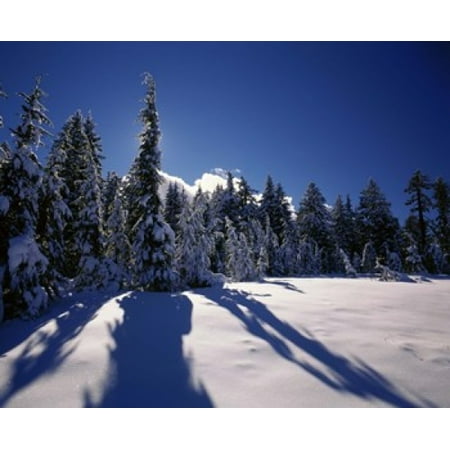 Sunrise through snow covered fir trees at South Rim Crater Lake National Park Oregon USA Poster Print by Panoramic Images (36 x