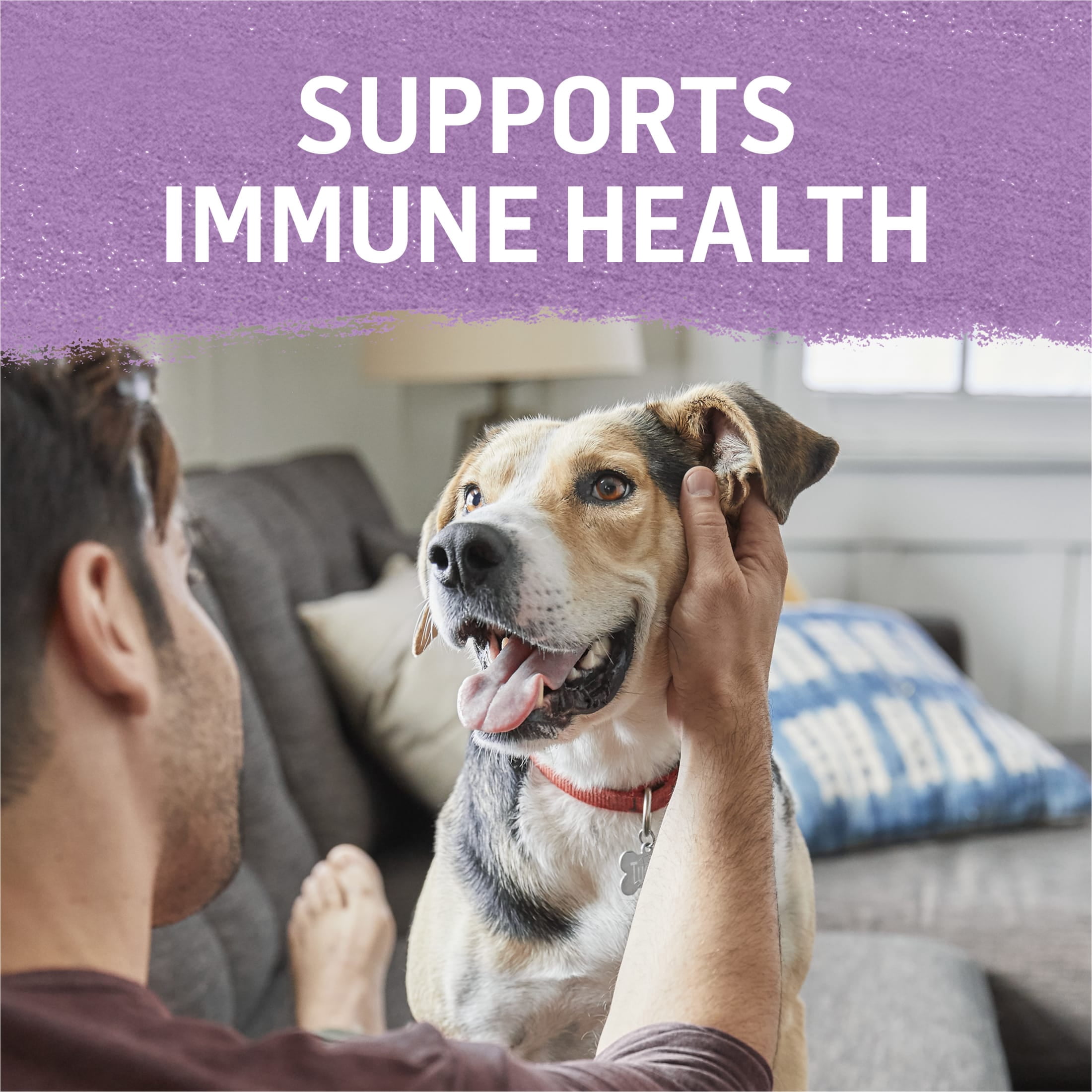 Purina Beyond Immune Health Wet Dog Food Natural Soft Turkey & Green Bean, 12.5 oz Can