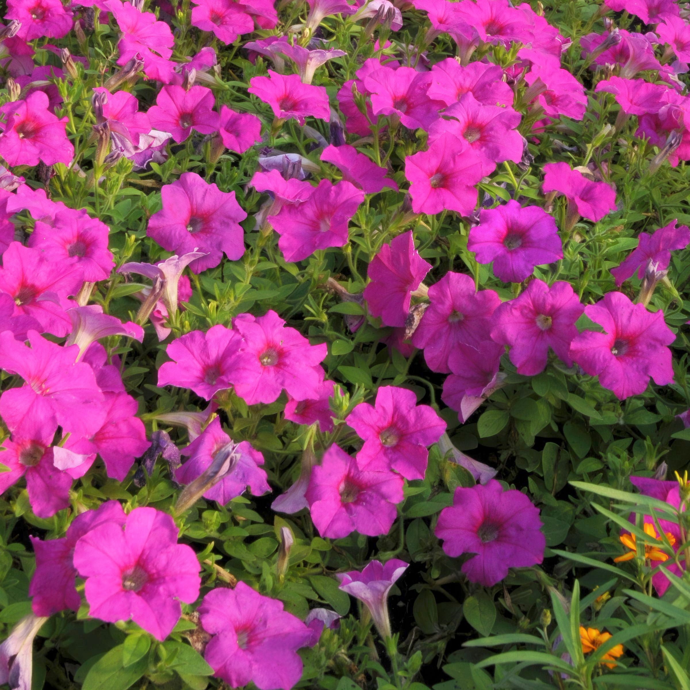 2.5 in. Petunia Easy Wave Neon Rose Petunia Live Annual Plant with Pink Flowers (6-Pack)