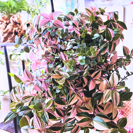 Tricolor Wandering Jew Plants, 2 Variegated Tradescantia Plants In 4 Inches Pot From 5 Inches Tall