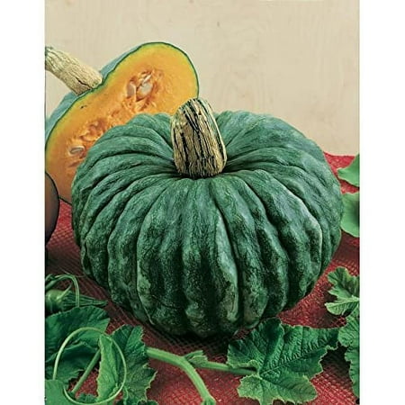 Marina di Chioggia Winter Squash Seeds - 10 Seeds to Grow - Rare and Amazing Squash